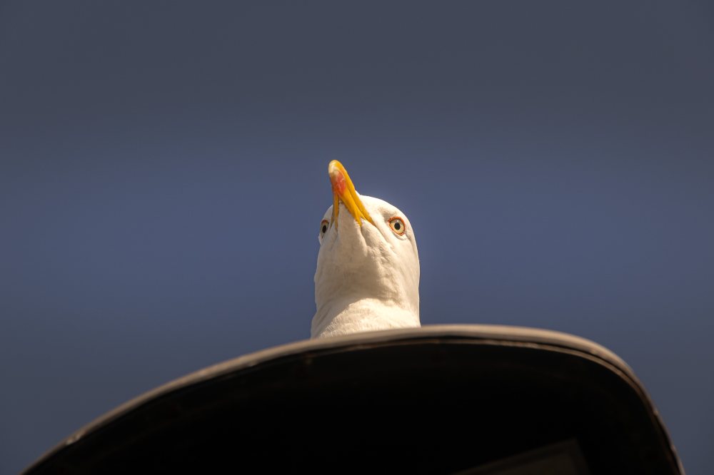 4427